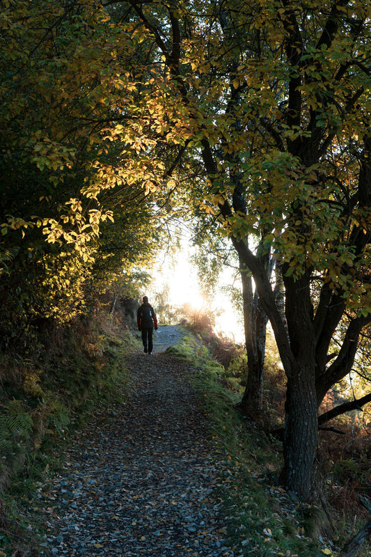 A person walking alone on a forest footpath in warm morning light